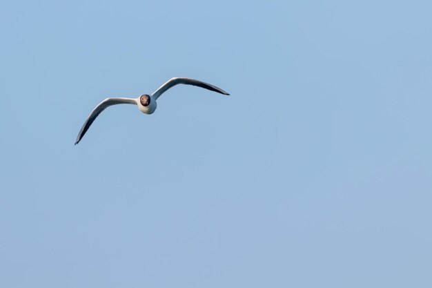 Foto gaivota voadora gaivota de cabeça negra larus ridibundus