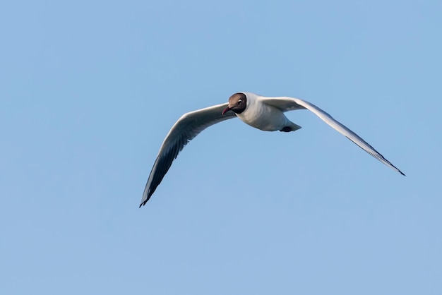 Gaivota voadora, gaivota-de-cabeça-negra (Larus ridibundus)