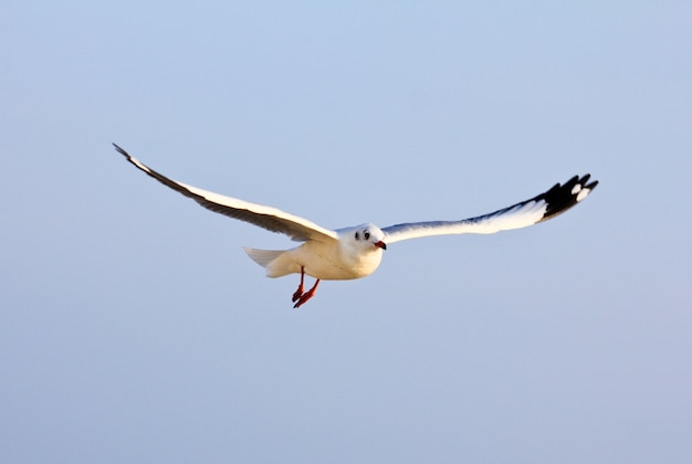 Foto gaivota voadora.