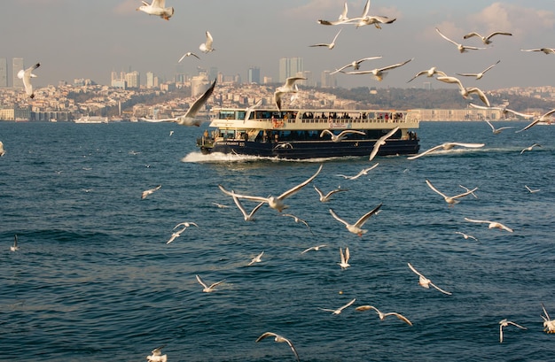 Gaivota voando em torno de um barco no ambiente urbano de Istambul