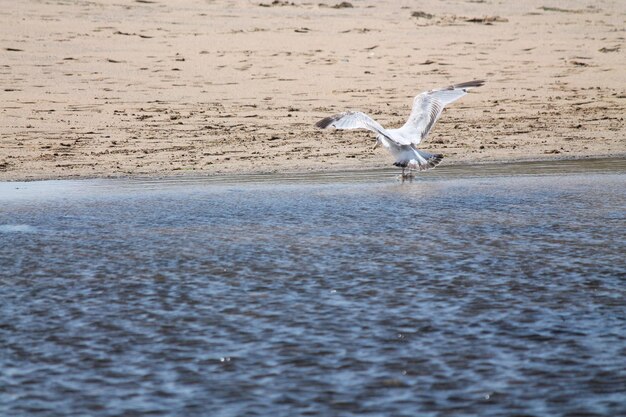 Foto gaivota voando na praia
