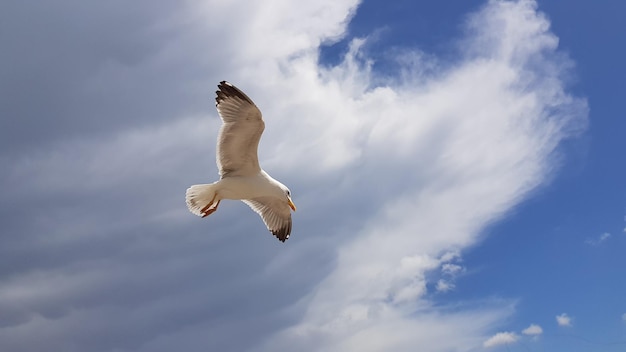 Gaivota voando no céu à espreita para peixes