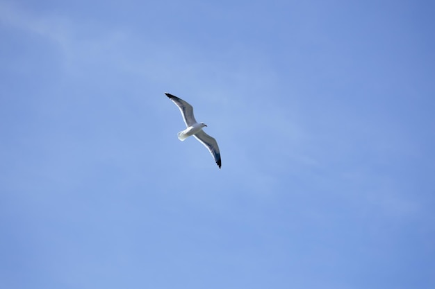 Gaivota voando no céu azul claro