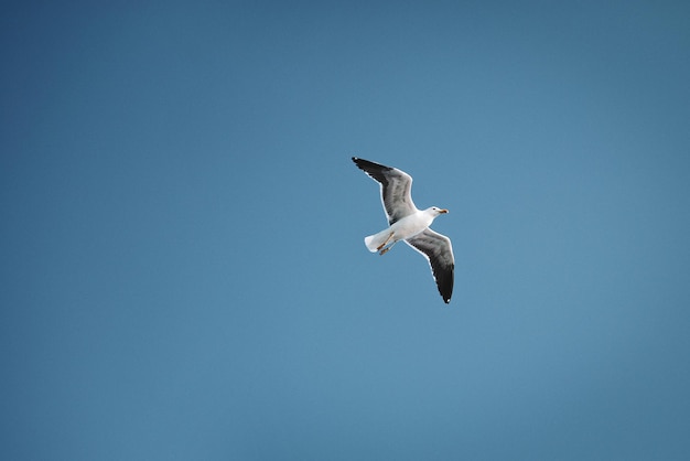 Gaivota voando no céu azul, pássaro em voo, espaço de cópia