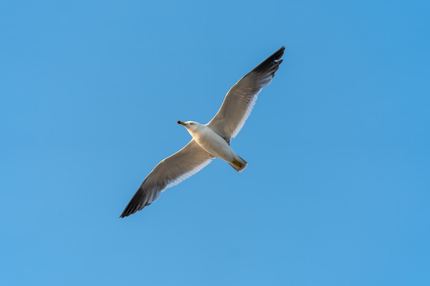 Gaivota voando no céu azul