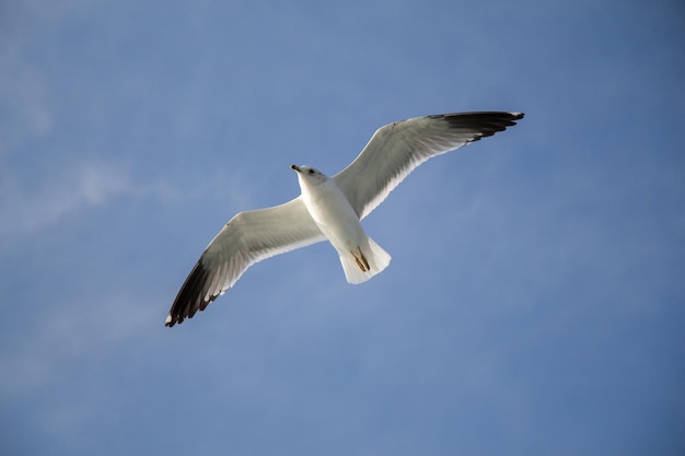 Gaivota voando no céu azul