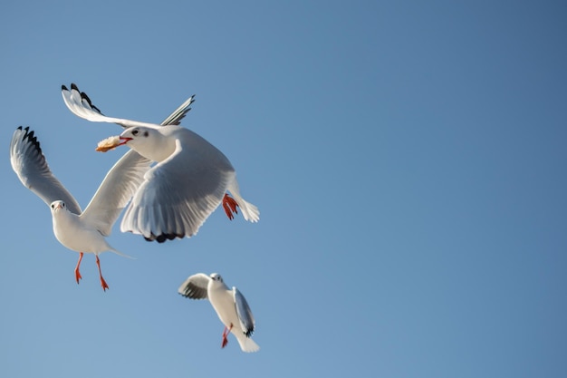 Gaivota voando no céu azul