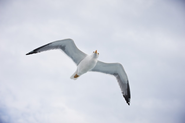 Gaivota voando no céu branco nublado