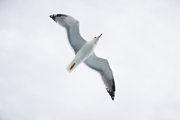 Gaivota voando no céu branco nublado