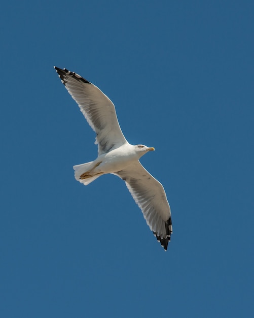 Gaivota voando no céu