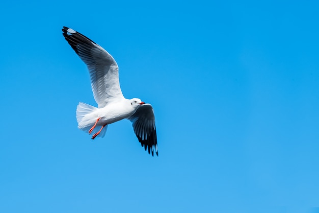 Gaivota voando no céu