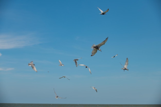 Gaivota voando no céu