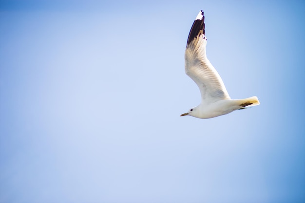 Gaivota voando no fundo do céu azul claro Captura de fundo