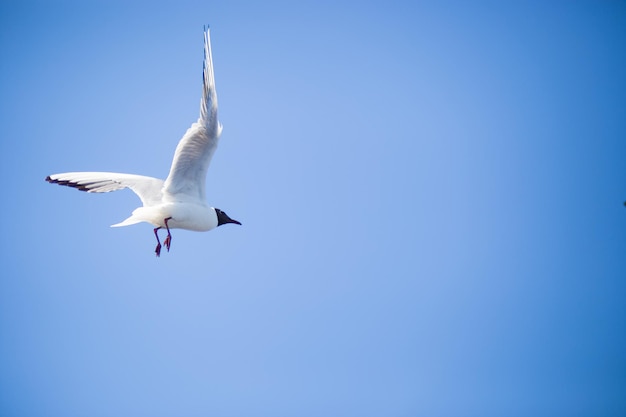 Gaivota voando no fundo do céu azul claro Captura de fundo