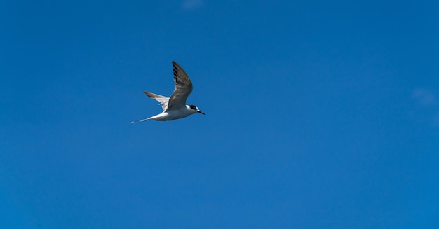 Gaivota voando no fundo do céu azul