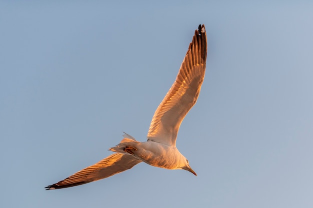 Gaivota voando no mar ao pôr do sol. Iluminação hora de ouro.