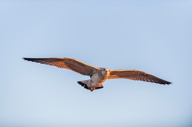 Gaivota voando no mar ao pôr do sol. Iluminação hora de ouro.