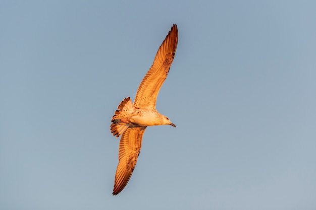 Foto gaivota voando no mar ao pôr do sol. iluminação hora de ouro.