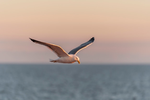 Gaivota voando no mar ao pôr do sol. Iluminação hora de ouro.