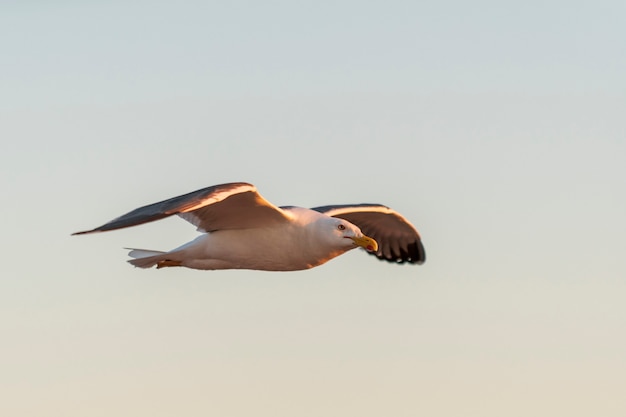 Gaivota voando no mar ao pôr do sol. Iluminação hora de ouro.