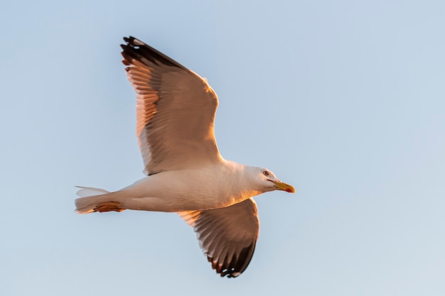 Gaivota voando no mar ao pôr do sol. Iluminação hora de ouro.