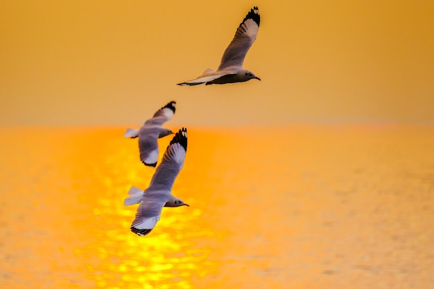 Foto gaivota voando no pôr do sol em bangpu, tailândia