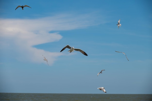 Foto gaivota voando no skyxa