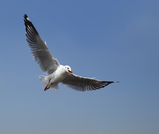 Gaivota voando sob o céu