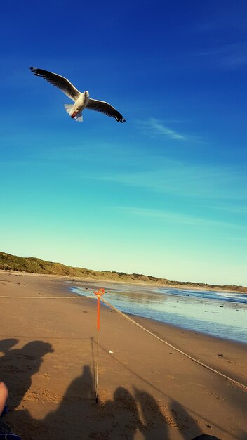 Foto gaivota voando sobre a praia