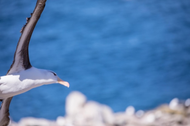 Gaivota voando sobre o mar contra o céu