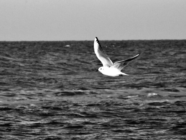 Gaivota voando sobre o mar contra o céu