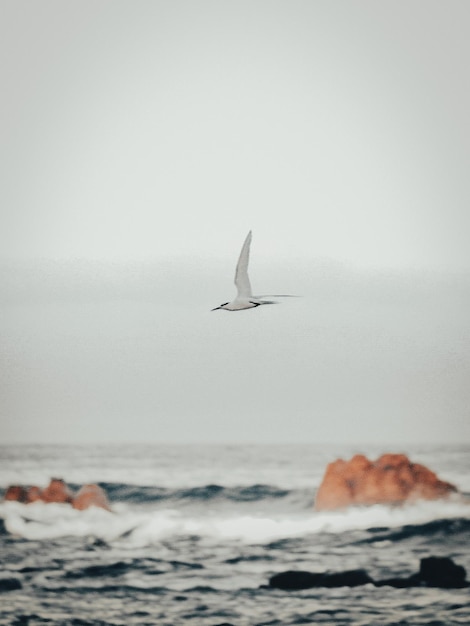 Foto gaivota voando sobre o mar contra o céu