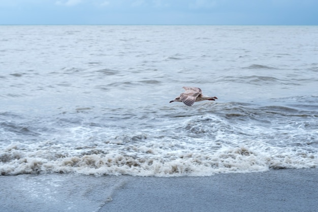 Gaivota voando sobre o mar Negro