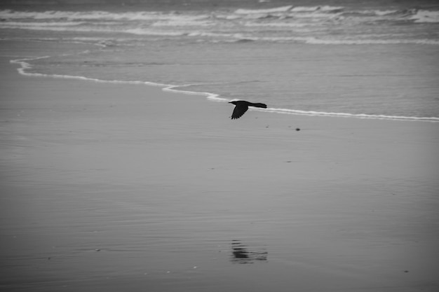 Foto gaivota voando sobre o mar