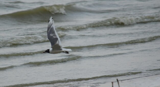 Foto gaivota voando sobre o mar