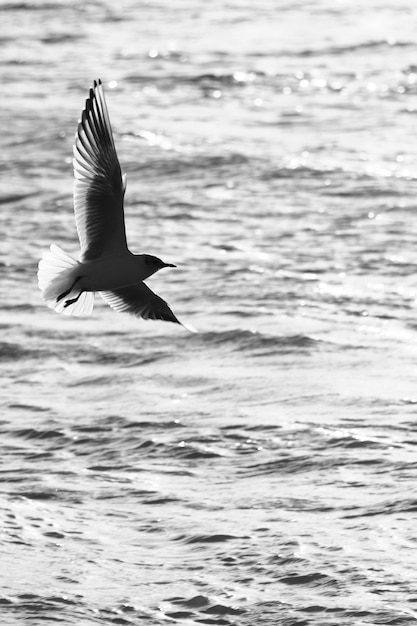 Foto gaivota voando sobre o mar