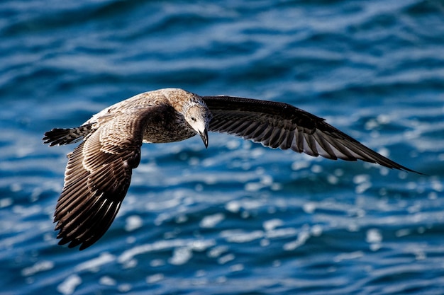 Foto gaivota voando sobre o mar