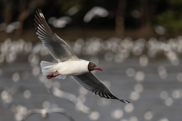 Gaivota voando sobre o oceano