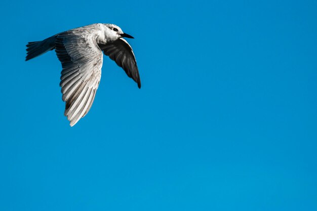 Foto gaivota voando sobre um fundo azul