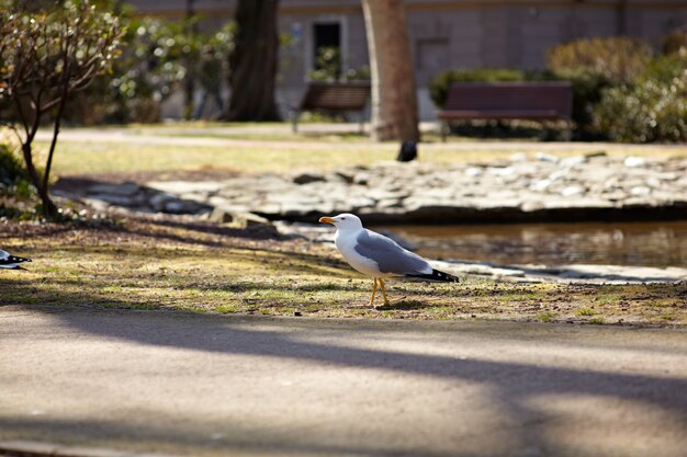 Gaivota