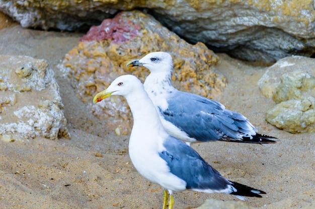 Gaivotas a passear na areia do mar algarvio.