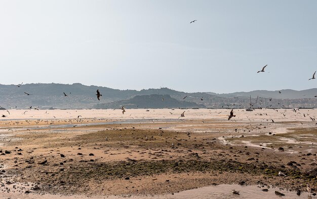 Foto gaivotas a voar na costa