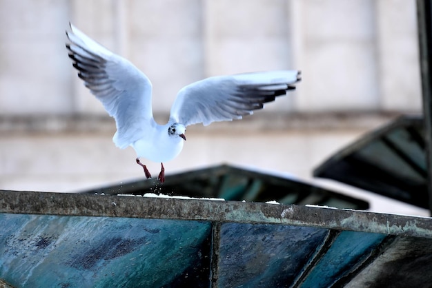 Foto gaivotas a voar