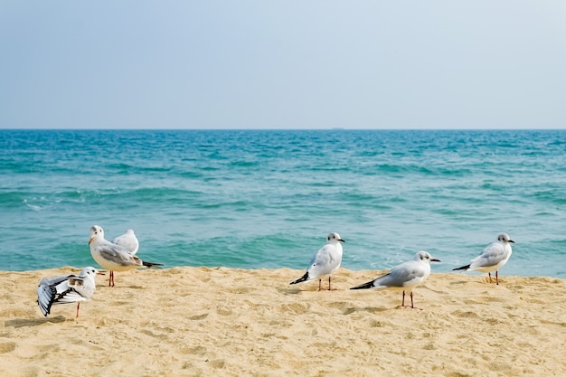 Gaivotas andam na areia do mar em Busan, Coreia.