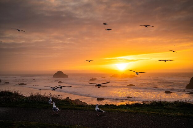 Foto gaivotas ao pôr-do-sol sobre a praia de face rock, em bandon, oregon