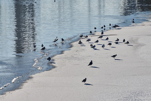 Gaivotas caminhando na costa