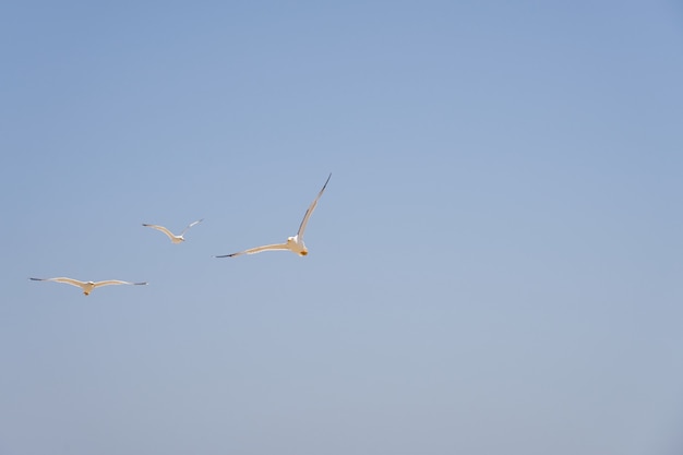 Gaivotas contra o céu sob os raios do sol.