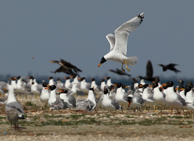 Gaivotas, corvos-marinhos e uma borboleta em vôo