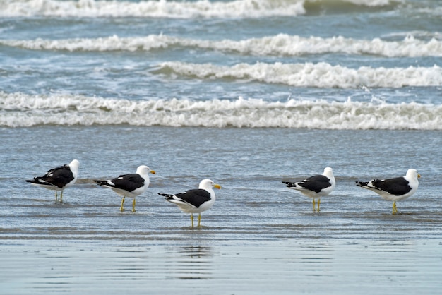 Foto gaivotas de algas pescando na beira da praia