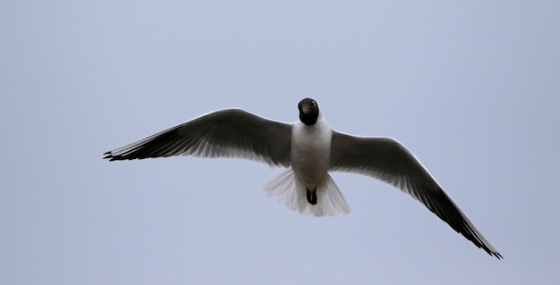 Gaivotas de cabeça negra em voo